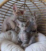 Attractive and adorable Doven Rex kittens available